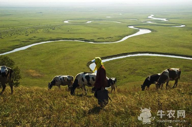 促进牧民持续增收,今年锡林郭勒盟要大力推进肉牛优良品种的引进,繁育