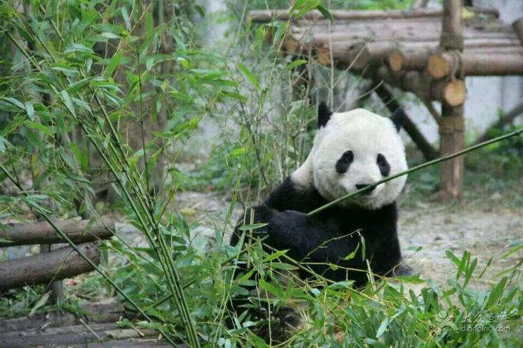 大熊猫繁育研究基地图片 - 第17564张