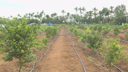 塔洋镇:升级“订单农业”合作模式 促进农民增收致富